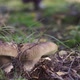 Woman Picking Mushrooms in the Forest - VideoHive Item for Sale