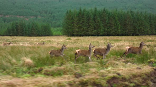 Slow Motion of a Herd of Red Deer Hinds Running in the Scottish Highlands