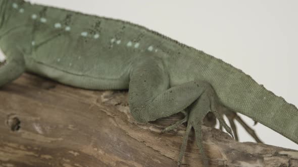 Basilisk on branch on white background