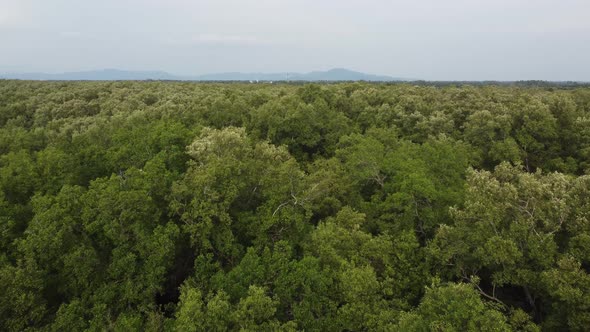 Green mangrove forest in aerial view