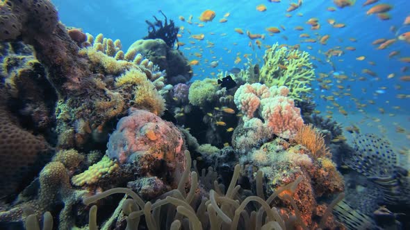 Underwater Tropical Sea Seascape