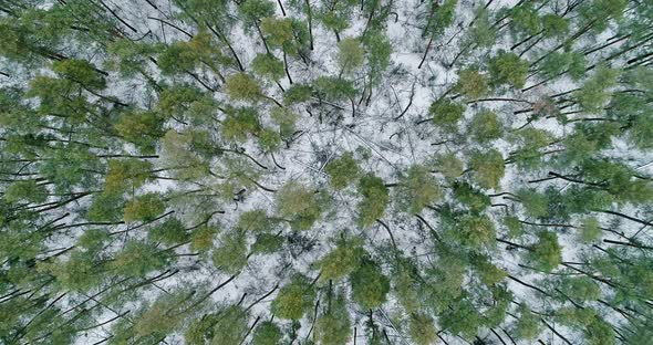 Winter Woods Aerial View Nature Reserve Forest