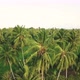 4K Aerial footage of rice field with palm trees at sunrise - VideoHive Item for Sale