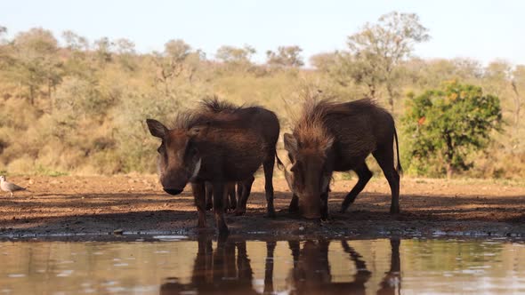 Hairy warthogs in shade drink water from golden morning African pond