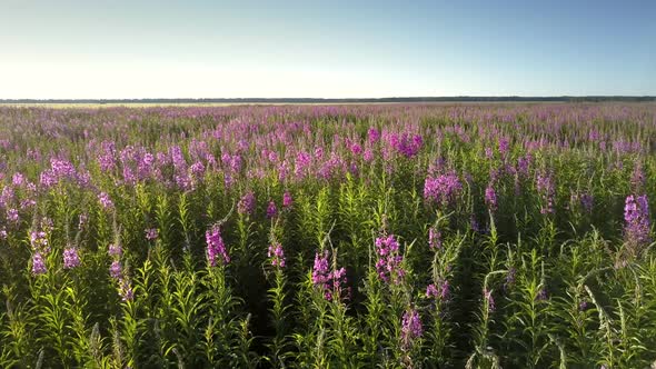 Purple Lavender Flowers on Green Stems Bloom on Vast Meadow