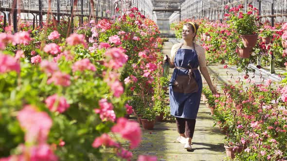 Florist Pulverizes Water Onto Blooming Plant in Greenhouse