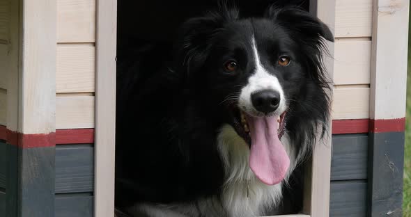 Border Collie Dog in its Dog House, male, Picardy in France, Real Time 4K