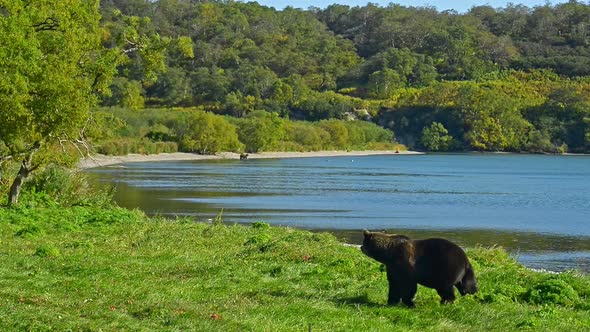 Bear is Dangerous Wild Animals Walks Along Meadow on Lake Bank Avki