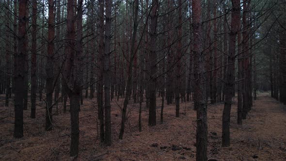 Along Coniferous Autumn Forest