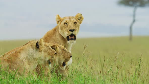 Lionesses resting in the savannah