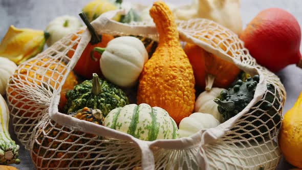 Various Colorful Mini Pumpkins in String Shopping Bag. Halloween or Thanksgiving Day