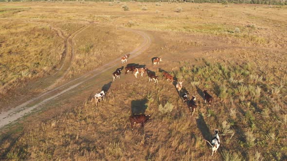 Aerial View of a Herd of Cows Grazing in the Ukrainian Village on Countryside