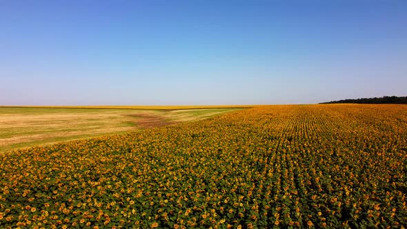 Aerial drone view of a flying over the sunflower field