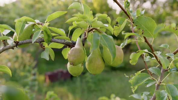 Green Unripe Pears on Branches on a Tree Summer Sunset Light