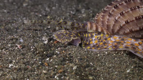 Harpa shell close up. A close up shot of a colorful harpa shelling over a sandy reef in the Philippi