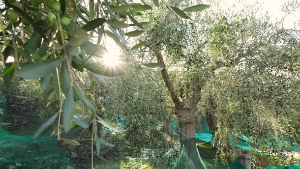 Olive trees cultivation agriculture in a sunny day. Olives ready for harvesting.