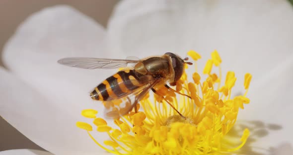 Hoverflies Flower Flies or Syrphid Flies Insect Family Syrphidae