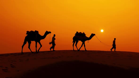 Cameleers, Camel Drivers at Sunset