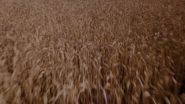 Drone fast flying over a wheat field