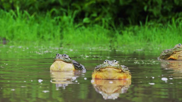 African Bullfrogs In Swamp During Rainy Season. Pyxicephalus Adspersus In Central Kalahari Game Rese