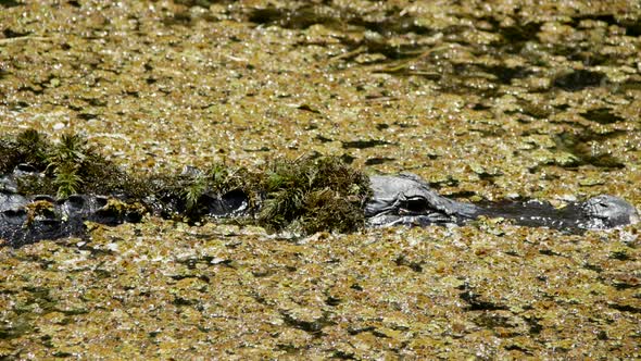 Aligator in swampy marsh