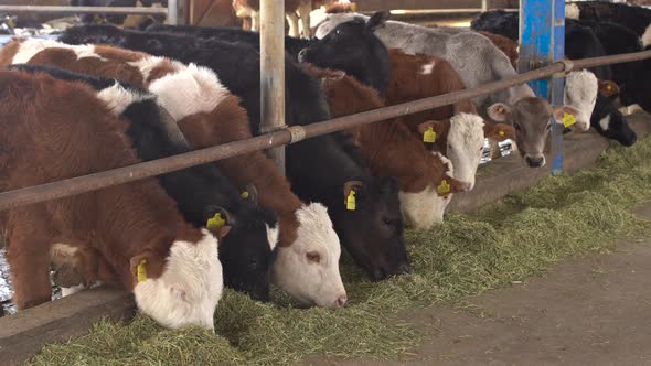 Fattening calves. Cattle breeding.