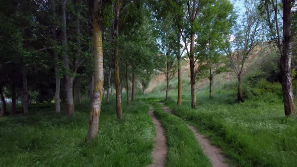 The river bank and the forest from drone view