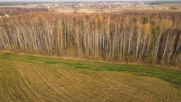 Beautiful Yellowed Birches at the Edge of the Field Aerial View