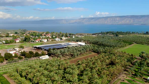 Date Plantations Near The Sea Of Galilee