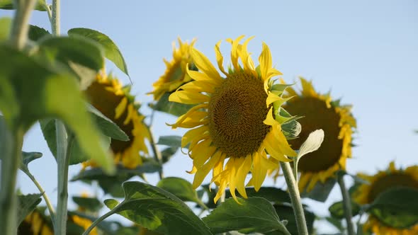 Swinging od sunflower Helianthus annuus in slow motion