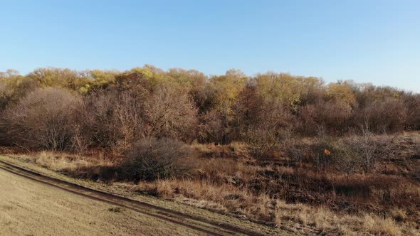 The Edge of an Autumn Forest Without Leaves