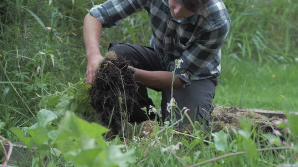 Young caucasian man harvesting organic potatoes pulling up stalk