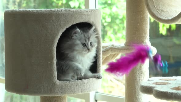 Cute Persian Kitten Playing On Cat Tower