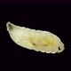 Wormlike Larva of Fruit Fly Insect Drosophila Melanogaster Under a Microscope Order Diptera - VideoHive Item for Sale