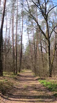 Vertical Video of the Small Road in the Forest During the Day