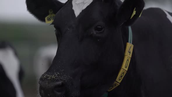 Black and White Cow's Head with a Fly on It with Digital Collar on the Neck