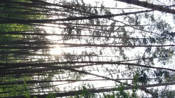 Vertical Video of a Beautiful Green Pine Forest on a Summer Day Slow Motion