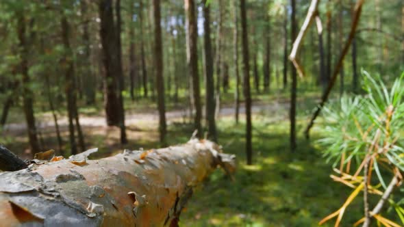 Coniferous Tree Dry Branch in Spring Forest Slow Motion