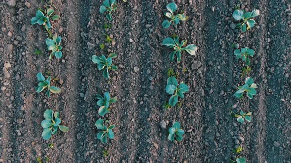 Motion Along Long Parallel Rows of Cabbage Sprouts in Soil