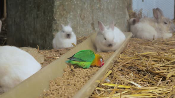 Colourful lovebird eating from tray amongst many rabbits on the ground covered with straw