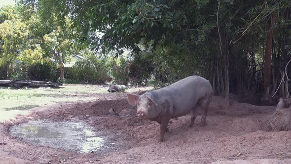 Pig by the Watering Hole