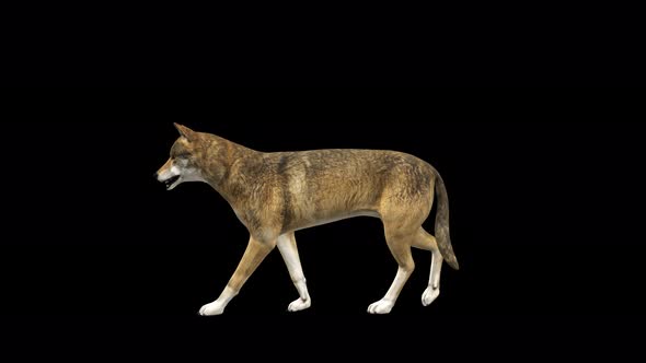4K Wolf Walk alt