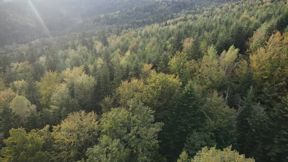 Forest in the Mountains. Aerial View of the Carpathian Mountains in Autumn. Ukraine