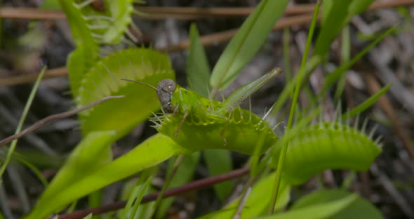 shots of venus fly traps in the wild