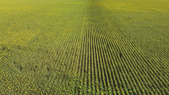 Top View of a Field with a Sunflower