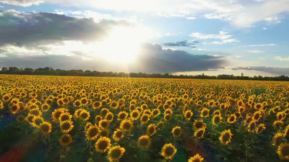 Evening Sunflower Field