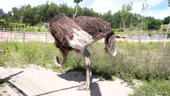 Big Ostrich in pedagogical farm