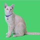 Tabby kitten sitting and looking around on chroma key background, Green screen - VideoHive Item for Sale