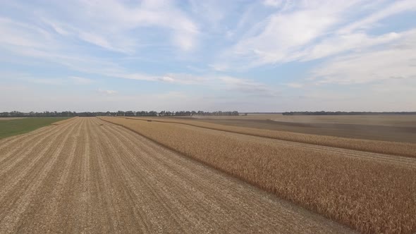 Tractors On Harvest Field