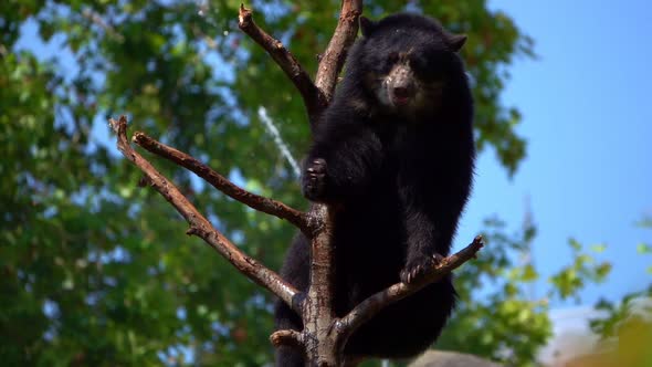 Bear Is On Dry Tree Woods